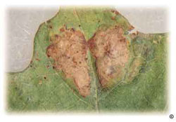 oak leaf blisters