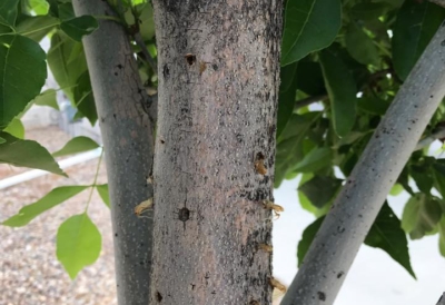 lilac/ash borer control