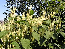 giant knotweed noxious weed