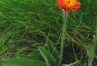 orange hawkweed