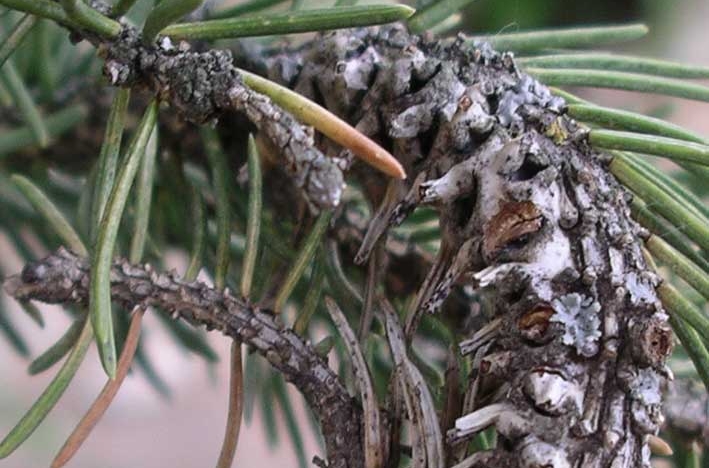 Blue Spruce, Forestry, Extension