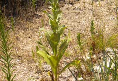 Colorado weeds