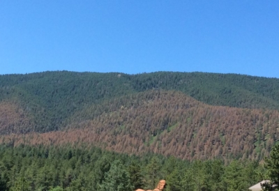 Douglas-fir tussock moth