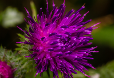 noxious-weeds-prevention-castle-rock