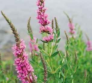 Purple loosestrife noxious weed