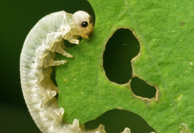 integrated-insect-weeds-management