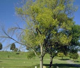 Emerald ash borer treatment