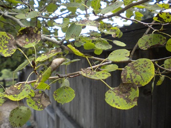 castle-rock-aspen-leaf-disease