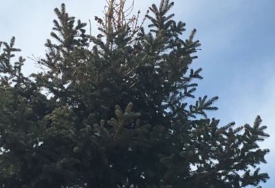 douglas-fir-tussock-moth-tree-spraying