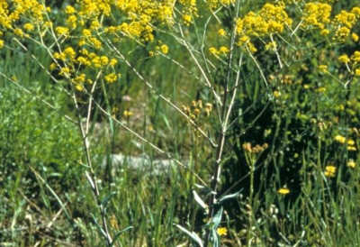 Dyer's woad noxious weed management