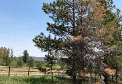 fall-yellowing-pine-needles