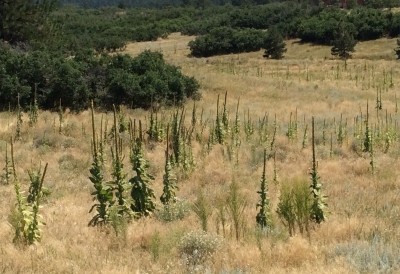 early noxious weed detection