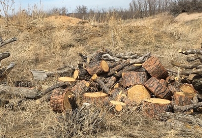 firewood-transportation