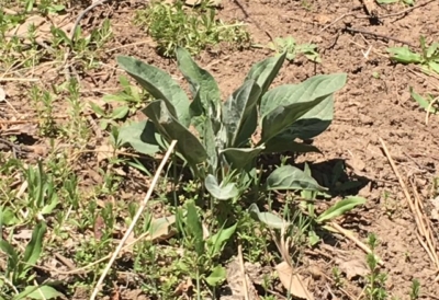 houndstongue noxious weed