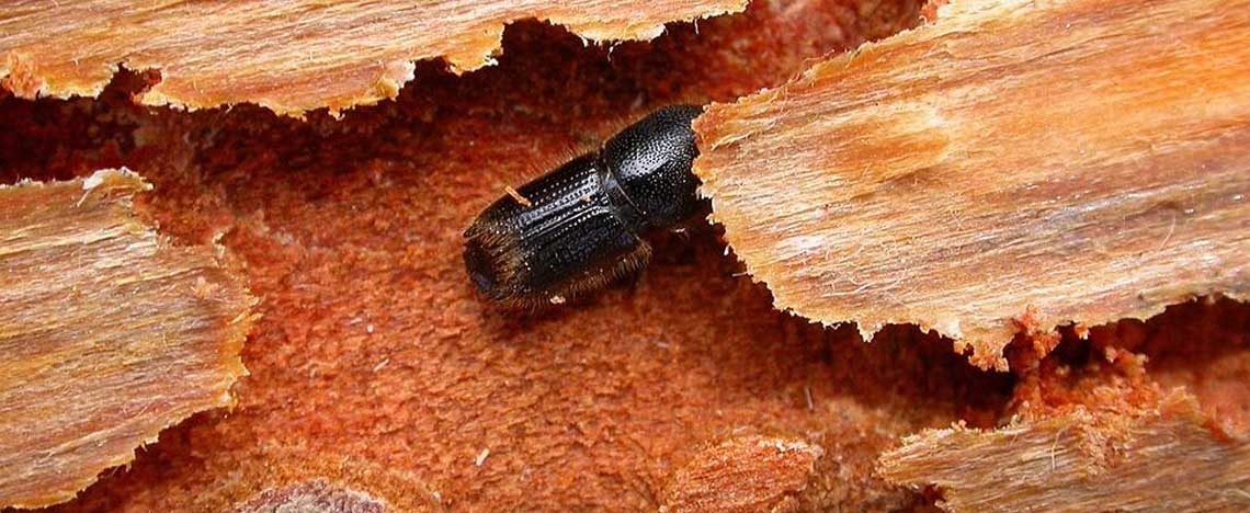 Ips Beetle Facts: Identification and Treatment Methods