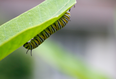 leaf-feeding-caterpillars