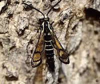 ash borer prevention