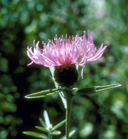 Colorado noxious weeds