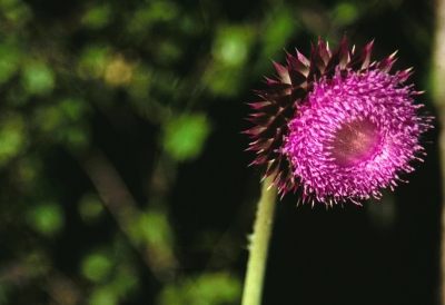 musk thistle control