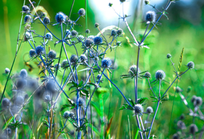 noxious-weeds-management-methods-sedalia