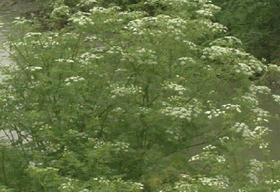 noxious weeds horses