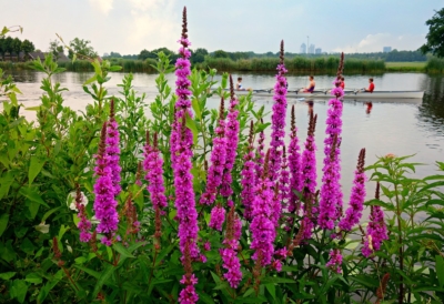 Purple Loosestrife