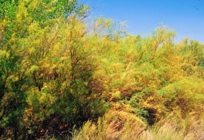 noxious Salt cedar weed