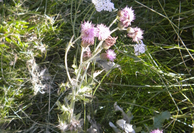 difficult weed control