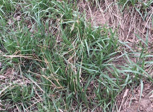 Smooth brome grass