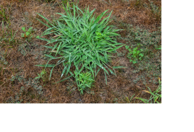 weeds-management-douglas-county