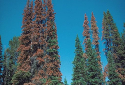 western balsam bark beetle