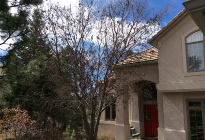 winter-tree-preparation