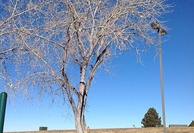 winter-tree-pruning