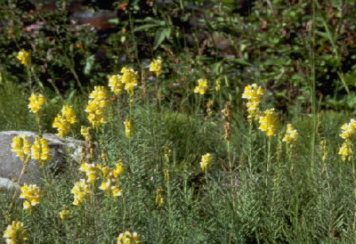 Yellow toadflax weed